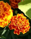 WCS Flowers - French Marigold Sparky Mix