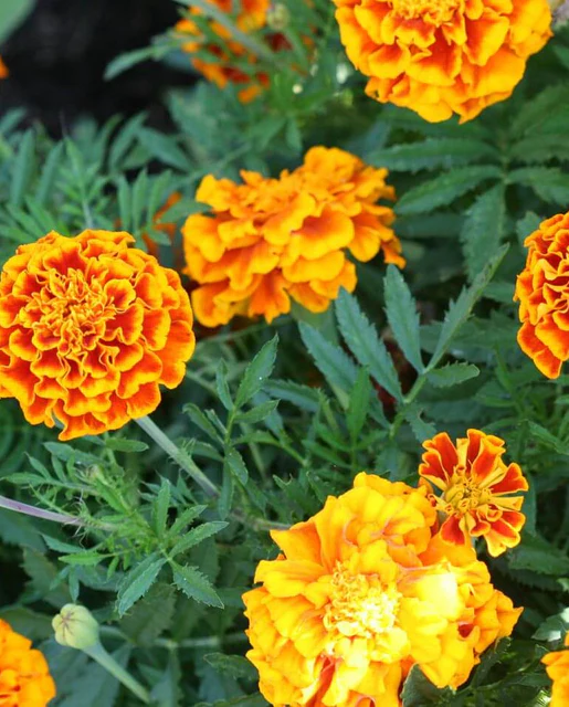 WCS Flowers - French Marigold Sparky Mix