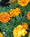 WCS Flowers - French Marigold Sparky Mix