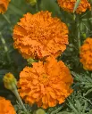 WCS Flowers- Marigolds Kees' Orange
