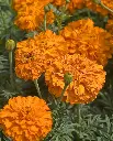 WCS Flowers- Marigolds Kees' Orange