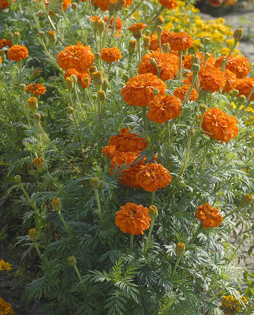 WCS Flowers- Marigolds Kees' Orange