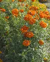 WCS Flowers- Marigolds Kees' Orange