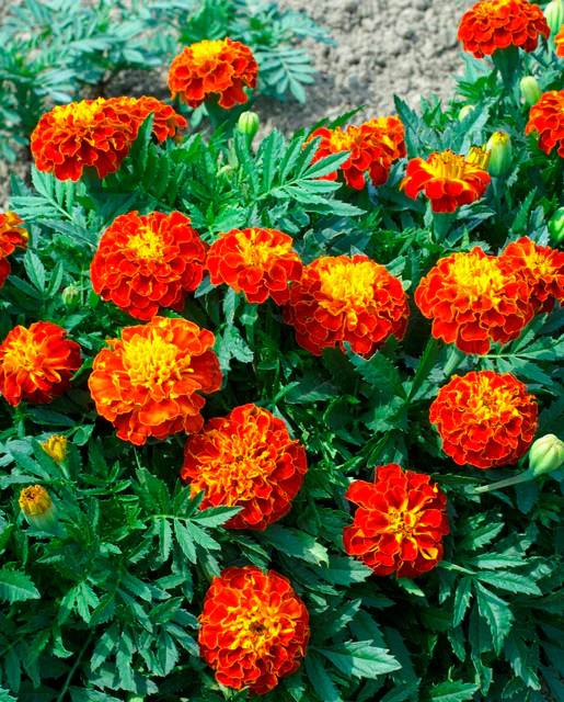 WCS Flowers - Red Cherry Marigolds