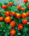 WCS Flowers - Red Cherry Marigolds