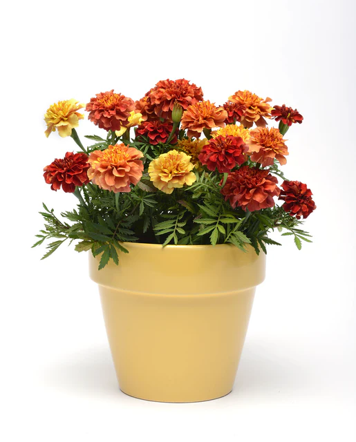 WCS Flowers - Strawberry Blonde Marigolds