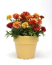 WCS Flowers - Strawberry Blonde Marigolds