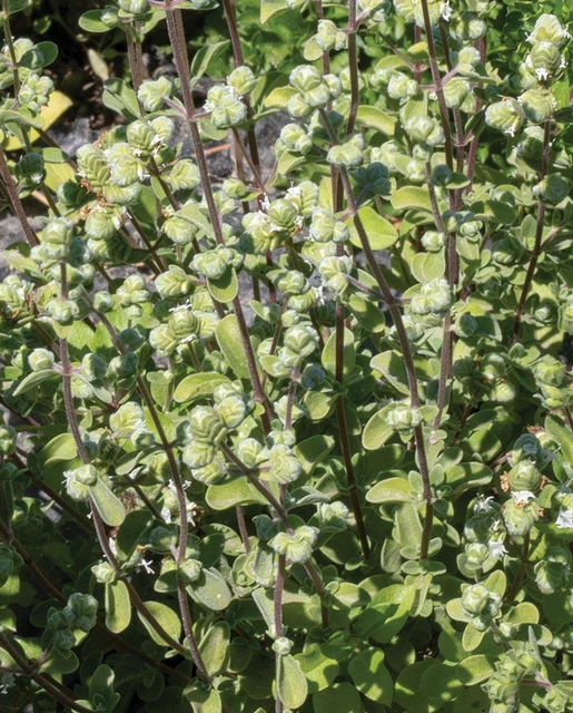 WCS Herbs - Sweet Marjoram