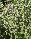 WCS Herbs - Sweet Marjoram