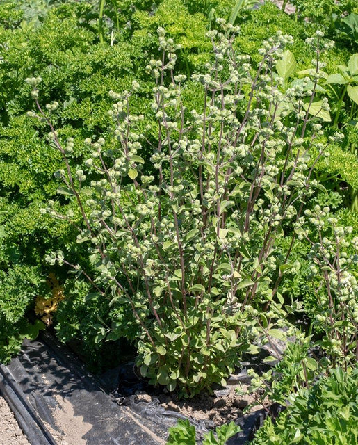 WCS Herbs - Sweet Marjoram