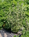 WCS Herbs - Sweet Marjoram