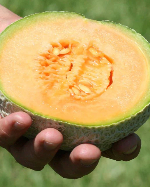 WCS Melon - Halona 