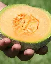 WCS Melon - Halona 