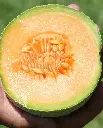 WCS Melon - Halona 