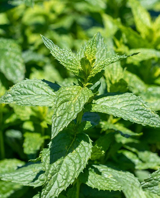 WCS Herbs - Peppermint