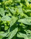 WCS Herbs - Peppermint