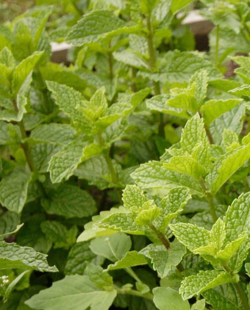 WCS Herbs - Peppermint