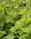 WCS Herbs - Peppermint