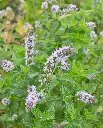 WCS Herbs - Peppermint