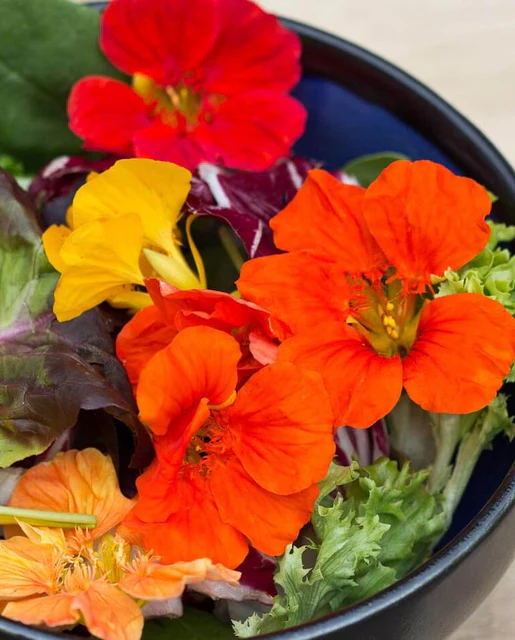 WCS Flowers - Nasturtium Salad Blend