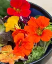 WCS Flowers - Nasturtium Salad Blend