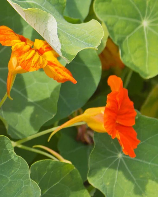 WCS Flowers - Nasturtiums Glorious Gleam