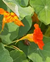 WCS Flowers - Nasturtiums Glorious Gleam