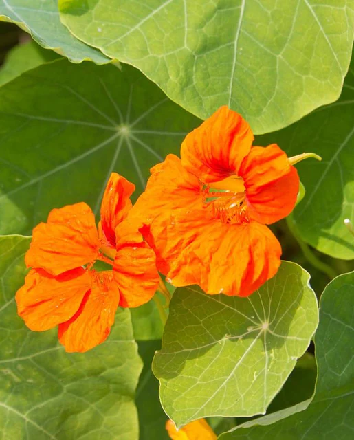 WCS Flowers - Nasturtiums Glorious Gleam