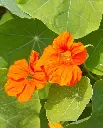 WCS Flowers - Nasturtiums Glorious Gleam