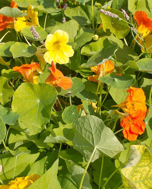 WCS Flowers- Nasturtiums Jewel Mix