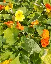 WCS Flowers- Nasturtiums Jewel Mix