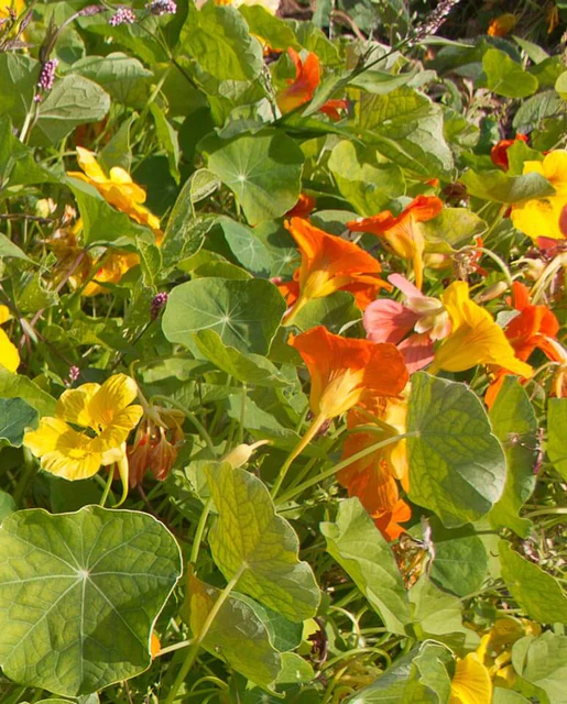 WCS Flowers- Nasturtiums Jewel Mix