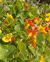 WCS Flowers- Nasturtiums Jewel Mix