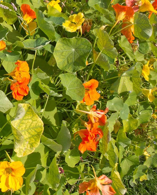 WCS Flowers- Nasturtiums Jewel Mix