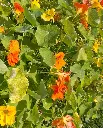 WCS Flowers- Nasturtiums Jewel Mix