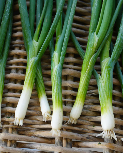WCS Onion - Fukagawa