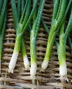 WCS Onion - Fukagawa