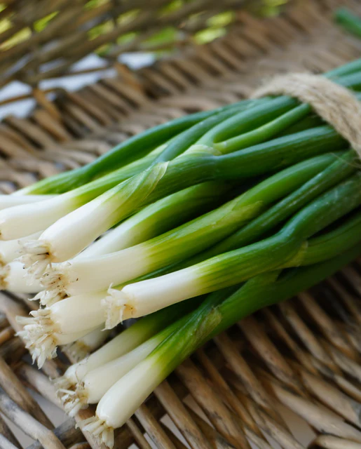 WCS Onion - Fukagawa
