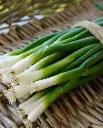 WCS Onion - Fukagawa