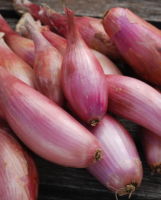 WCS Onion - Shallot Zebrune