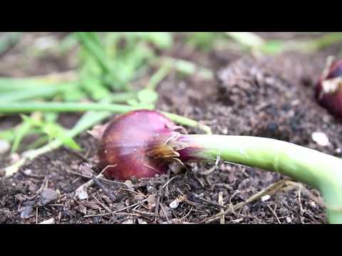 WCS Onions - Redwing