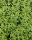WCS Herbs - Greek Oregano