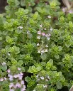 WCS Herbs - Greek Oregano