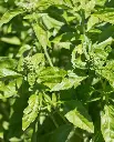 WCS Basil - Kitchen Blend