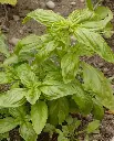 WCS Basil - Kitchen Blend