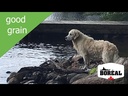 Boreal Dog Proper All Breed Chicken Meal 11.33kg