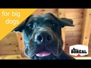 Boreal Dog Proper Large Breed Chicken Meal 11.33 kg 