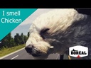 Boreal Dog Vital Chicken 11.33kg 