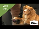 Boreal Dog Vital Large Breed Chicken 11.33kg
