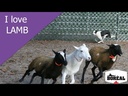 Boreal Dog Original Lamb 11.33 kg